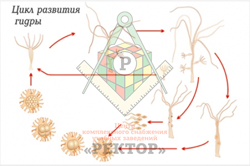 Мега ссылки в телеграмм